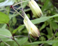 Fabulous creamy tubular flowers with a reddish mouth.